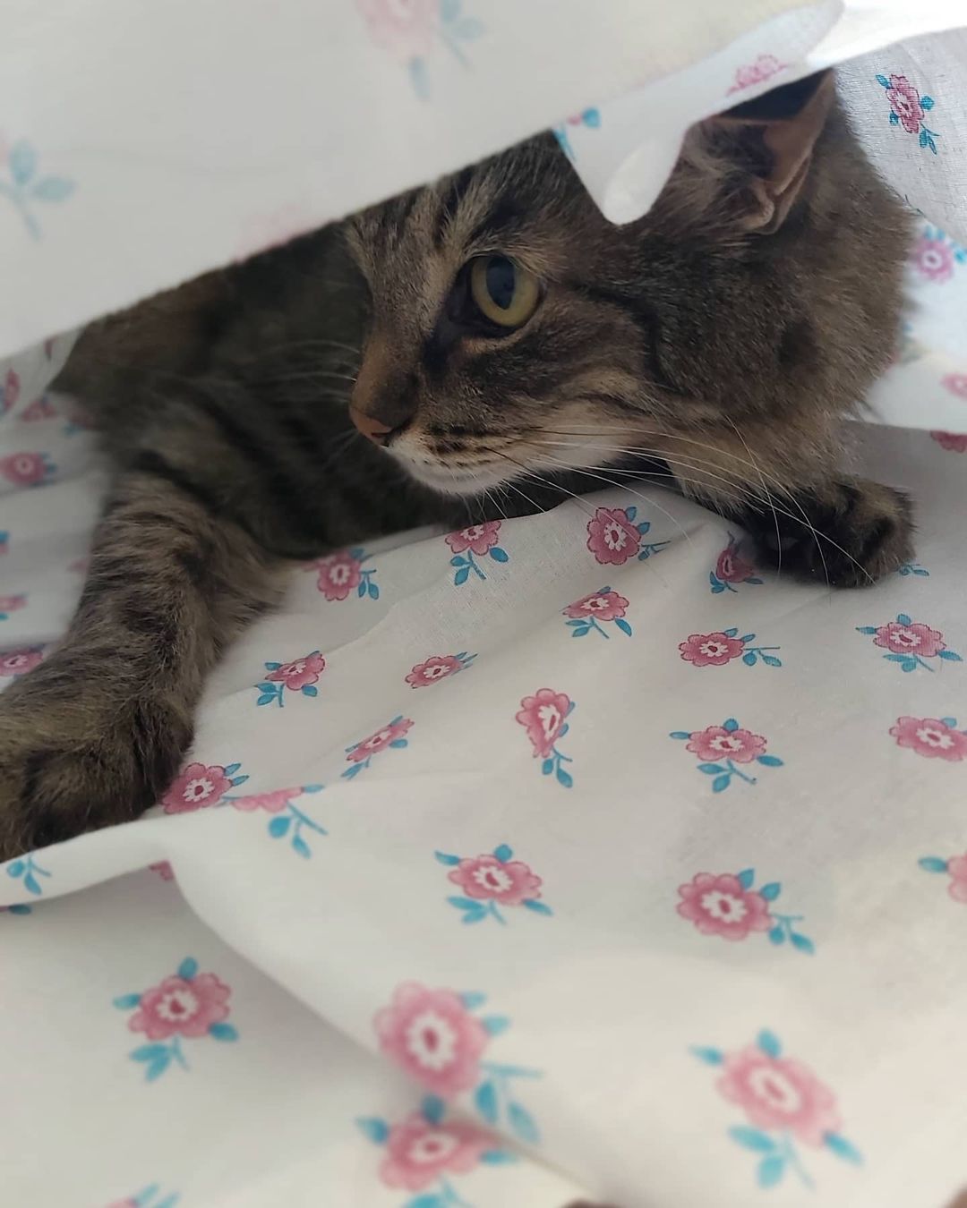 svetlanatitova.crafts в LOOKY — фото 3