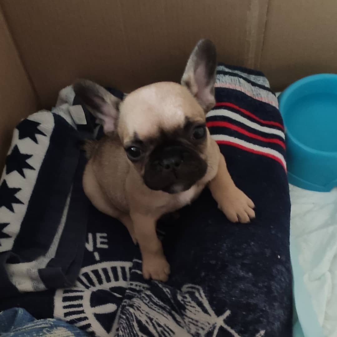iamgene.png в LOOKY. #dog#French#bulldog#puppy#щенок#бульдожка#малыш#2020. Скромное пополнение ...
