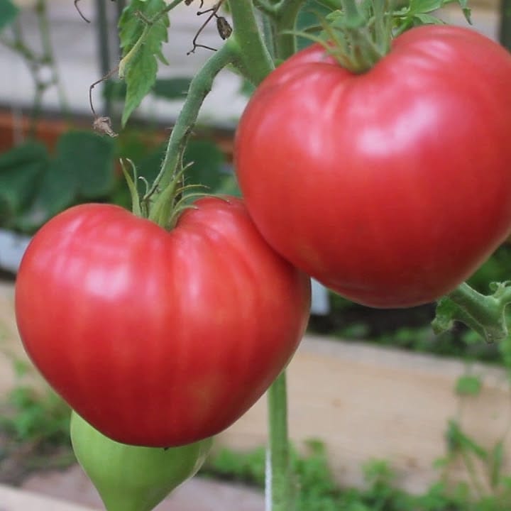 Томаты🍅
Сорта, которые сажаю на своем участке каждый год:

Де Барао розовый и черный, высокорослые сорта, стабильно урожайные в любую погоду, для консервации.

Орлиный клюв, Сахарный бизон, Абаканские- салатные сорта, крупные плоды до 400граммов.
Санька- раннеспелый низкорослый сорт, можно выращивать в открытом грунте.
Томаты от агрофирмы Партнер, для меня в этом году экспериментальные:
Низкорослые раннеспелые гибриды: Юг Агро, герцогиня вкуса, Любаша, императорская слабость, антюфей.
Высокорослые гибриды для теплиц: Анвар, великосветский, гордость застолья, кохава, паленка, партнёр семко, стреза, черри вера, черри Ира, гроздевой, малвазия, эсфигнем, витадор.
Сорта, заказанные у коллекционеров, тоже для эксперимента: 
Высокорослые: углерод, черника, малиновое чудо, солдатово, Германия Минусинская, морхотское гроно, сладкое чудо, стыдливый румянец.
Среднерослые: кечкемети, моравское чудо, арбуз, гном, лихач виллс.
#томаты #помидоры #свойсад #огород #теплица #агрофирмапартнер #кечкемет #кечкемети #минусинскиепомидоры #коллекциятоматов #рассадавперми #рассадаовощей #рассадапомидор