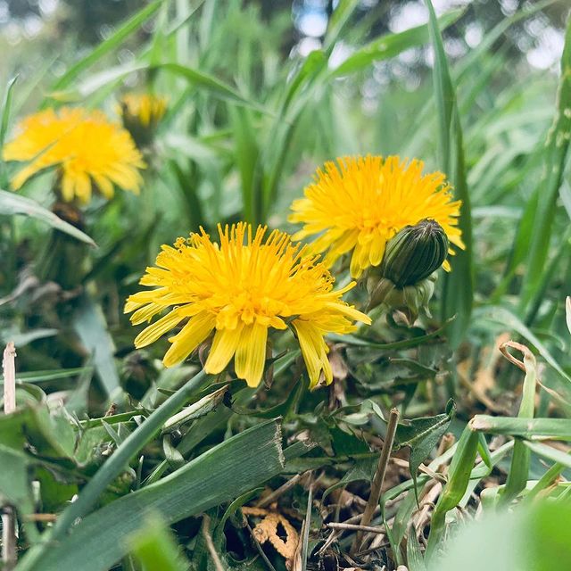 wl_smir в LOOKY. #dandelion,#одуванчик#gras#blumen. 🌼#löwenzahn #dandel...