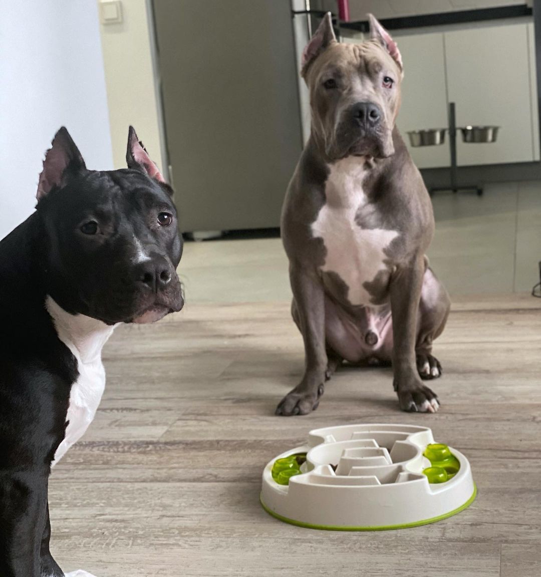__amstaff_family__ в LOOKY — Интеллектуальные игрушки для собак🦴

Виды игрушек для собак