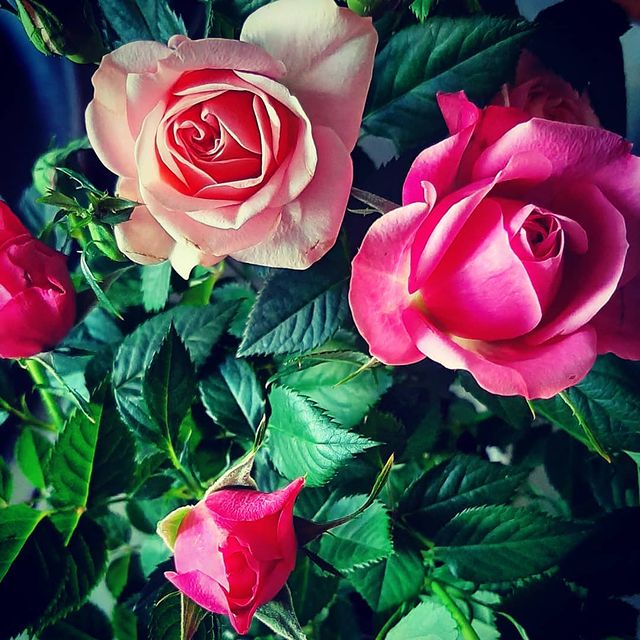 shinobi_koe в LOOKY. #flowers,#цветы,#лучшедома,#роза,#rose,#redrose,#розавгоршке,#roseinthejar,#flowergram,#подарок,#gift,#букет,#букетроз,#bouquet,#bouquetofroses,#миллионалыхроз. Мама подарила цветоч...