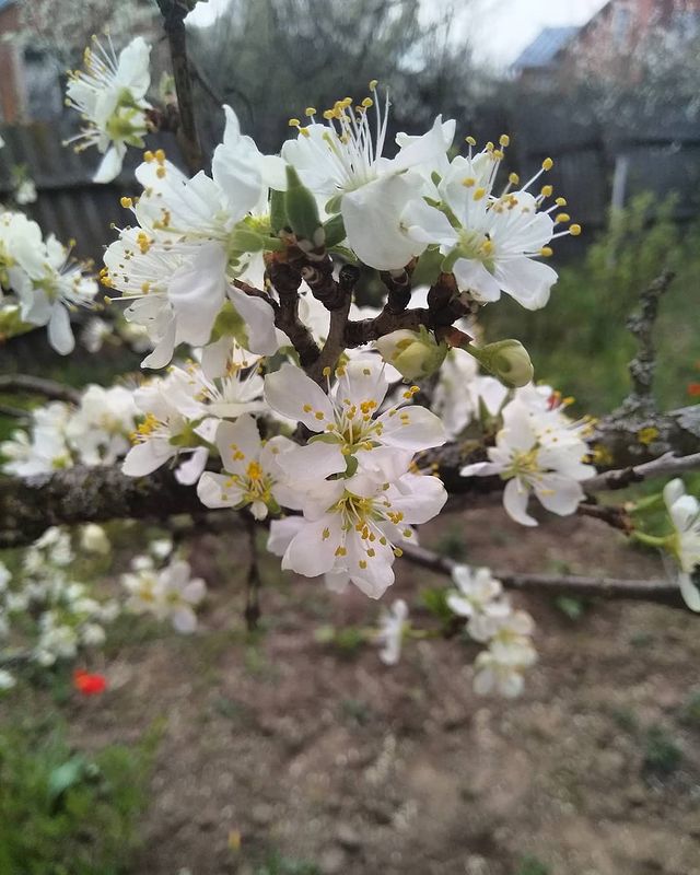 olga_kamkova.2216 в LOOKY. #spring,#красота,#весна,#радость,#счастье. Люблю весну, она даё...