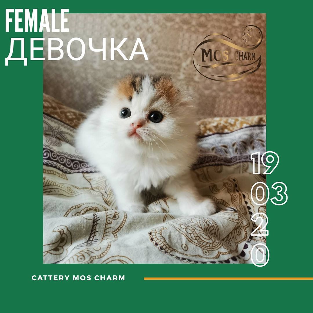 Вислоухие Шотландские котята в LOOKY — фото 3