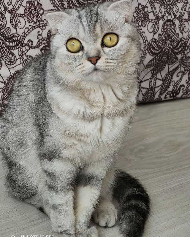 kisulya545454 в LOOKY. . Любимая мордочка ❤️