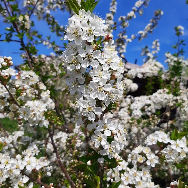 nadezhda_esipova64 в LOOKY. #дача,#весна,#цветениевишни,#яблонявцвету,#тюльпаны. Как хорошо провести ...