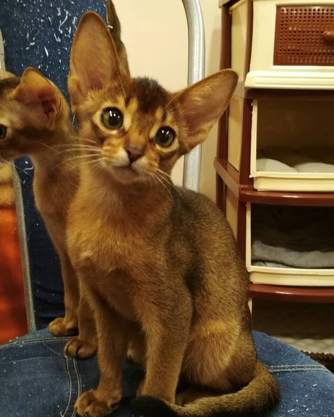 abyssinian_wildaby в LOOKY — фото 2