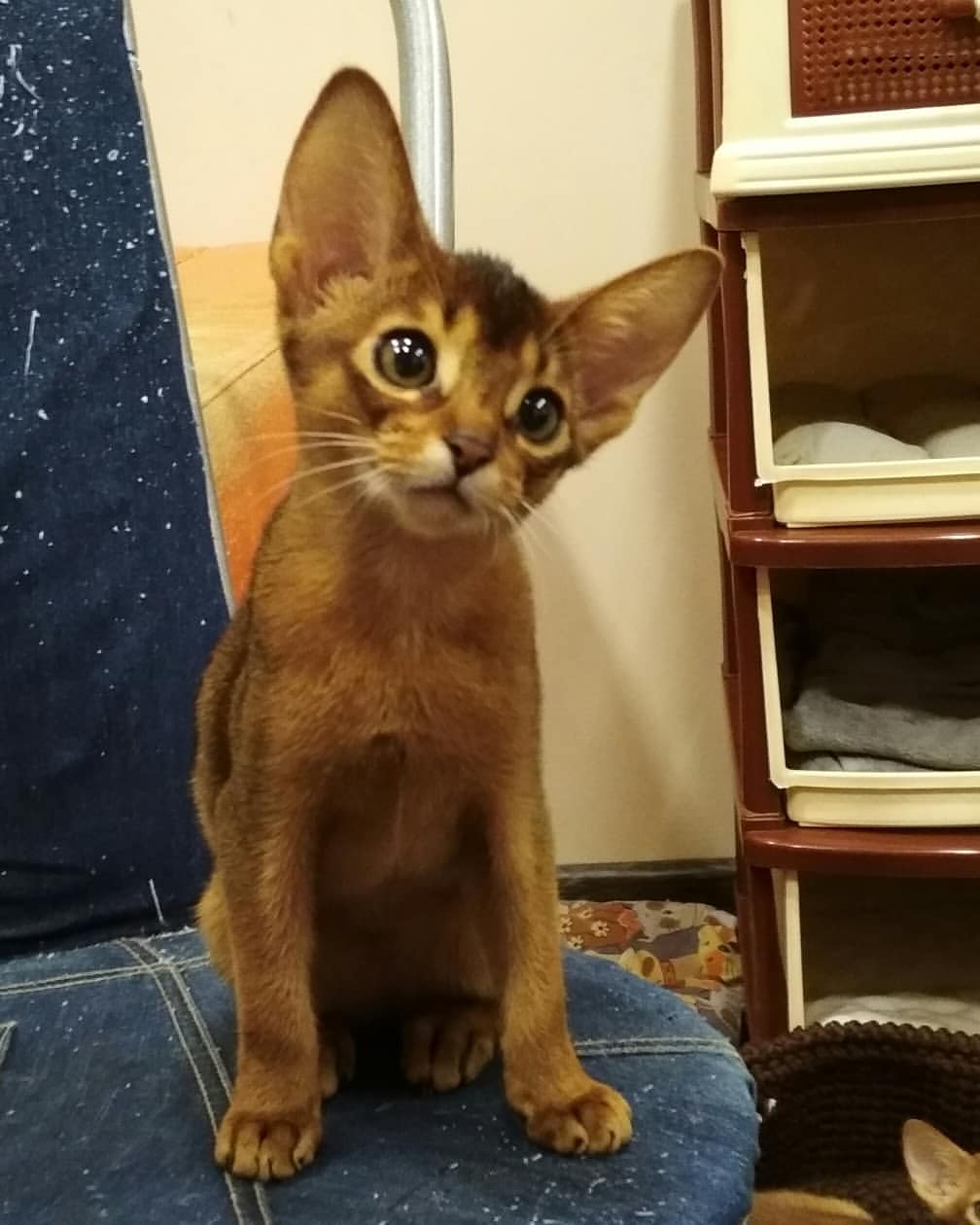 abyssinian_wildaby в LOOKY — фото 4