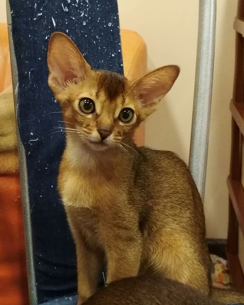 abyssinian_wildaby в LOOKY — фото 3
