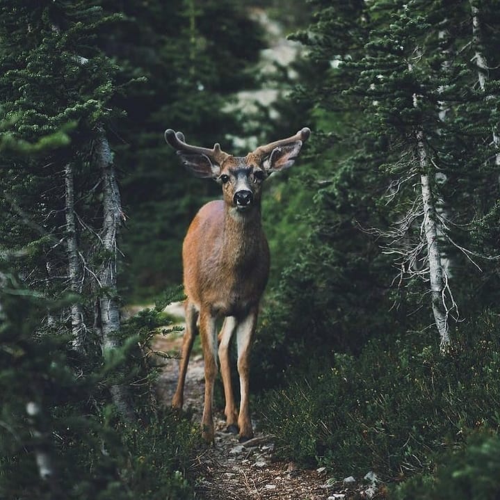 Надо просто ловить момент 
и наслаждаться маленькими радостями жизни 🌿

#лес #лесвнас #обитателилеса #жизньвлесу #леснойолень #влесукакдома #мишка #лесныежители #природамира