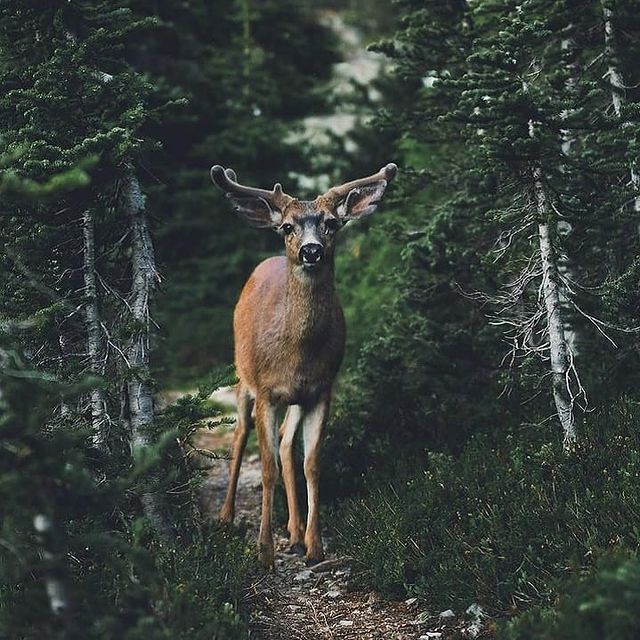 lesvnas_ в LOOKY. #лес,#лесвнас,#обитателилеса,#жизньвлесу,#леснойолень,#влесукакдома,#мишка,#лесныежители,#природамира. Надо просто ловить м...
