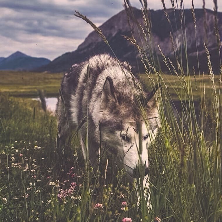 Всем хорошей недели 🌿 
#лес #лесвнас #леснаяжизнь #обитателилеса #волк #дыханиелеса
