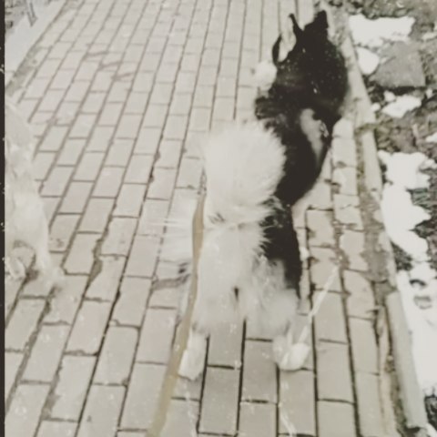 konstantin_husky_official в LOOKY. #одинокий#всегдаодин#социопат#пох. Собаки моя единствен...