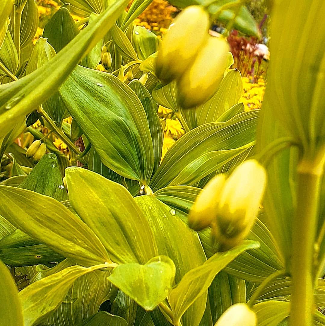 antsiferovbreed в LOOKY — фото 8