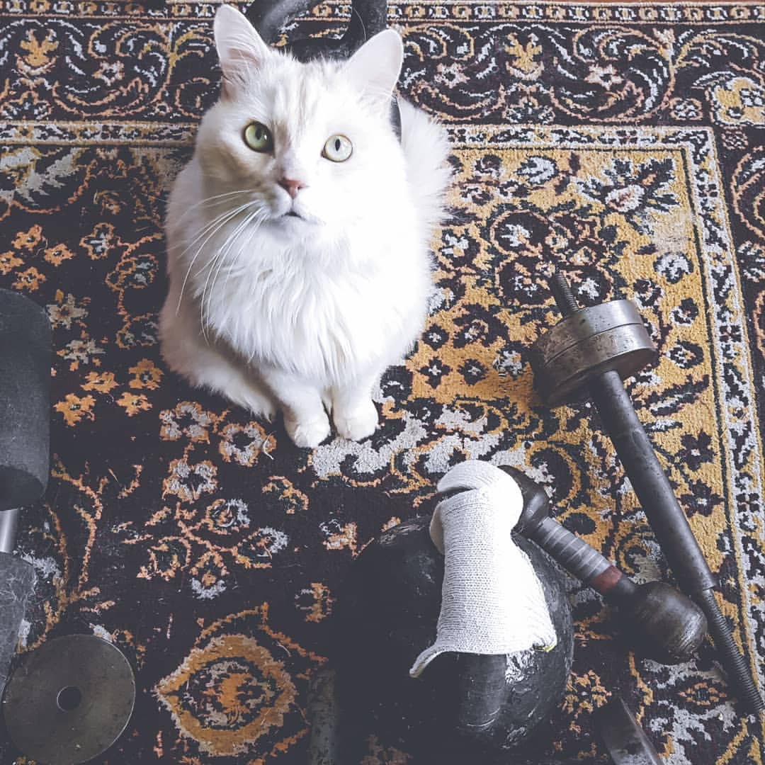 mr.vlassoff in LOOKY. #спортзалкота,#кот,#калининград,#развлекмар16,#котяра,#домашниепитомцы,#суббота,#май,#гири,#гантели. Спортивный зал Желез...