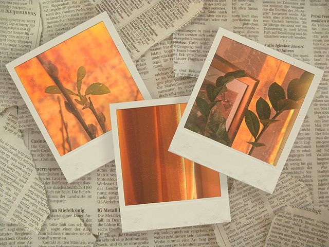 venian51 в LOOKY. #ermuzevichphoto,#polaroid,#photo,#sun,#newspaper,#scraps,#collage,#leaves,#plants,#green,#orange. COLLAGE
#ermuzevichp...