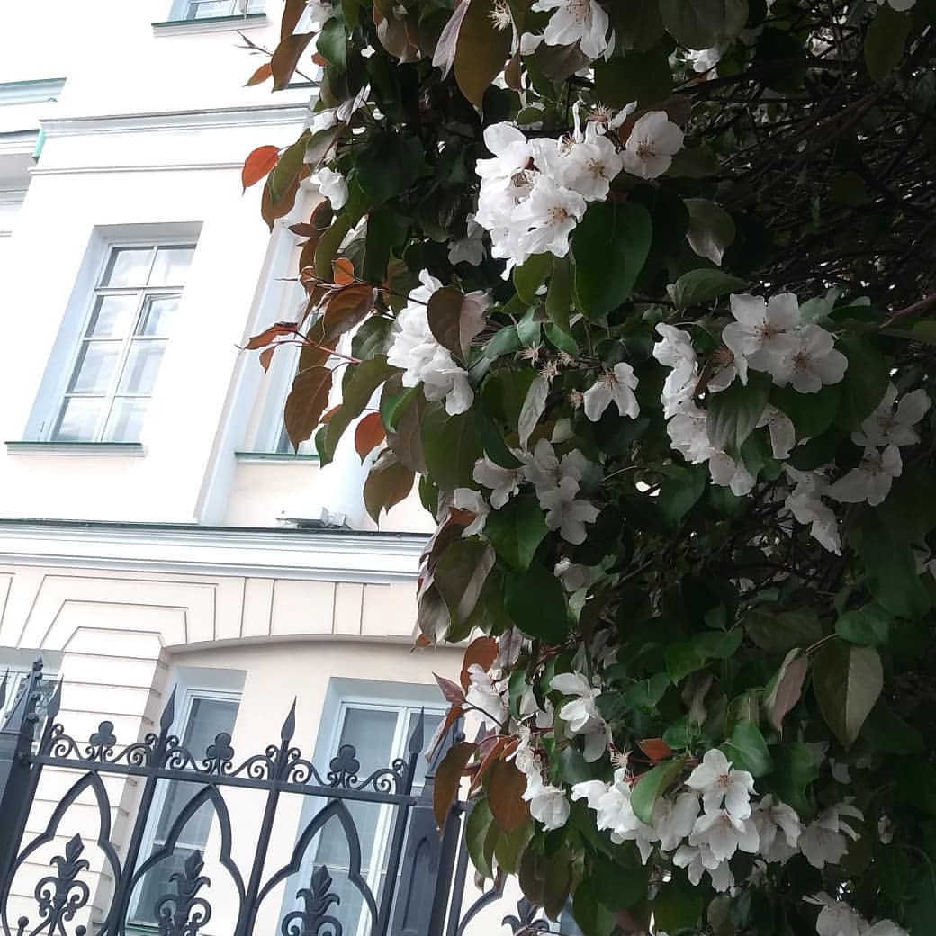 Город в цвете... Чудесная весна🌺🍃