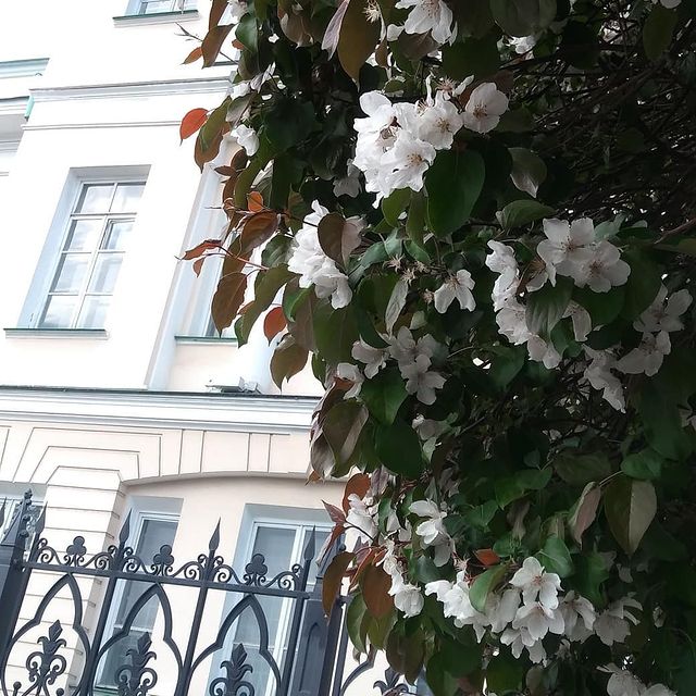 kosterina_ti в LOOKY. . Город в цвете... Чуд...