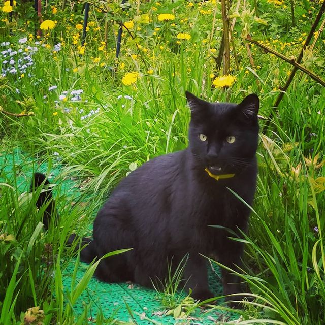 dobrotage в LOOKY. #котофото,#кот,#cat,#catlife. Когда красив и грозе...