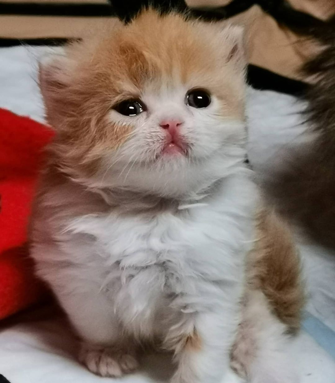 Вислоухие шотландские котята в LOOKY — фото 2