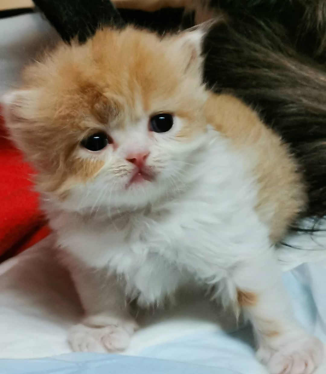 Вислоухие шотландские котята в LOOKY — фото 4