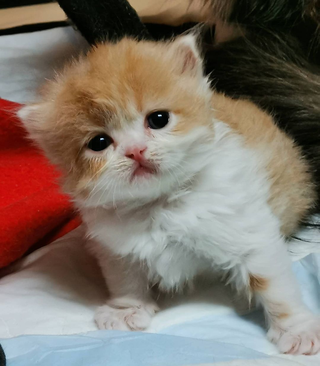 Вислоухие шотландские котята в LOOKY — фото 3