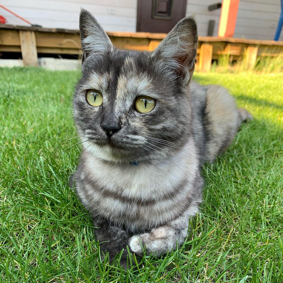 minicat_and_co в LOOKY — 🎂 Коши, с вами Мини 🐱
⠀
🎂 У меня сегодня день рождения 🎁