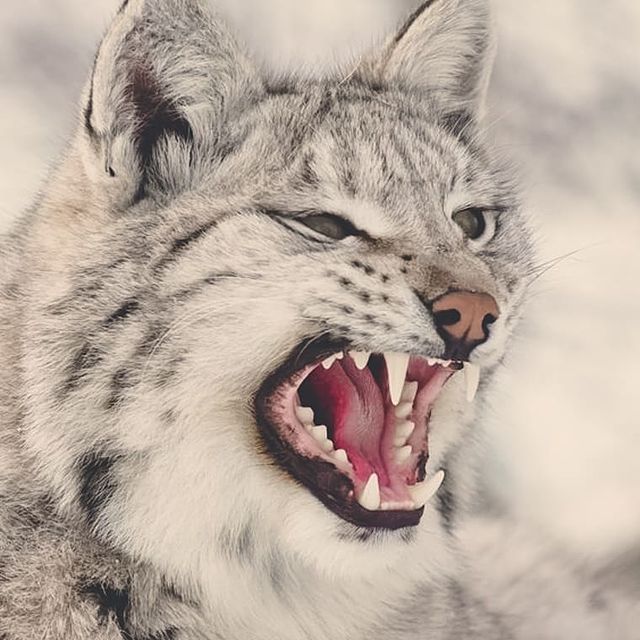 lesvnas_ в LOOKY. #лес,#лесвнас,#влесукакдома,#жителилеса,#лесныеобитатели,#медведь,#рысь,#волк. Обитатели леса... Та...