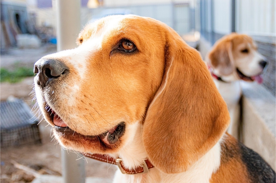 boni_beagle_askennel в LOOKY — фото 3