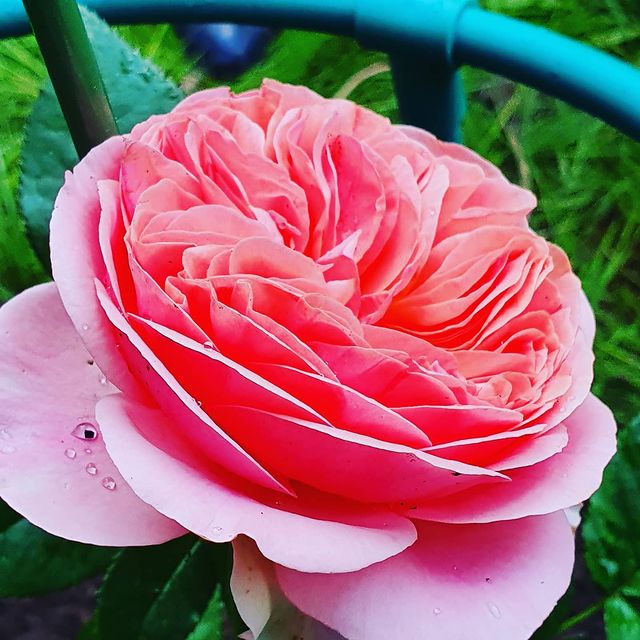 nadya141985 в LOOKY. #flowers,#flower,#igscflowers,#toptags,#floral_splash,#petal,#garden_explorers,#total_flowers,#instablooms,#flowerseverywhere,#superb_flowers,#blossom,#sopretty,#flowerzdelight,#bestflowerspics,#flowerstagram,#flowersofinstagram,#flowerdaily,#flowerslovers,#flowerstyles_gf,#insta_pick_blossom,#floral,#florals,#tv_flowers,#flowermagic,#instablooms,#bloom,#awesome_florals,#flowerpot,#floweroftheday. 🌸 #flowers #flower ...