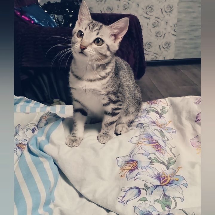 lesya.starling в LOOKY. #моякошкасобака#лукерья#❤️#instacat#catofinstagram#bestmeow#gansello. А ещё она вышивать у...