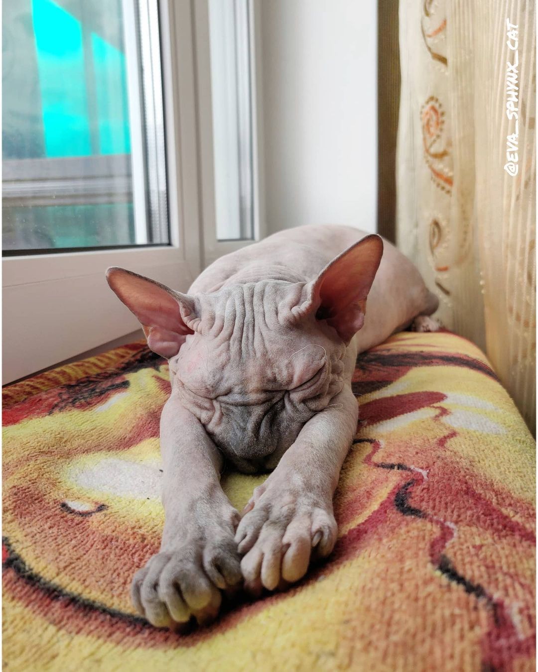 eva_sphynx_cat в LOOKY — фото 2