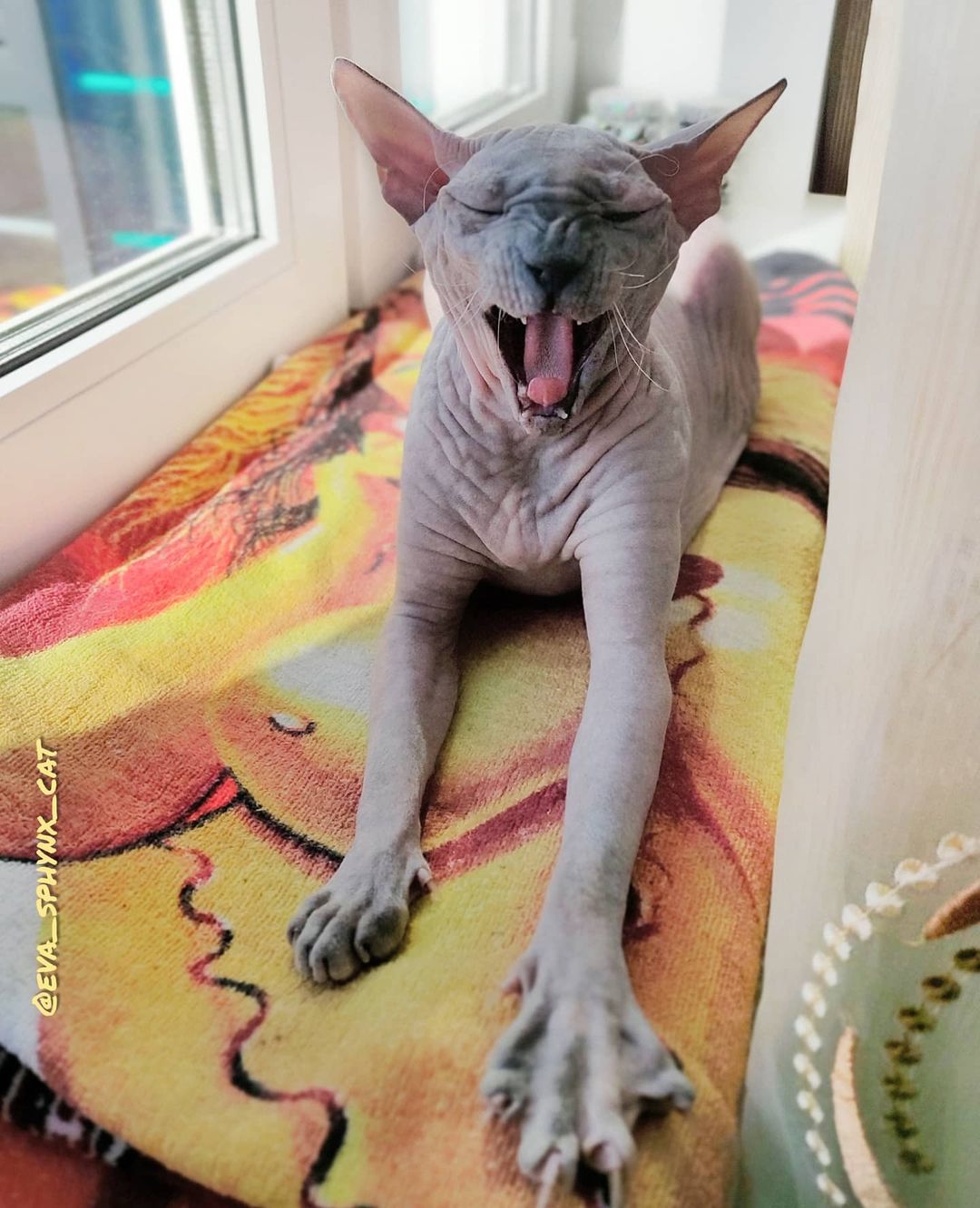 eva_sphynx_cat в LOOKY — фото 3