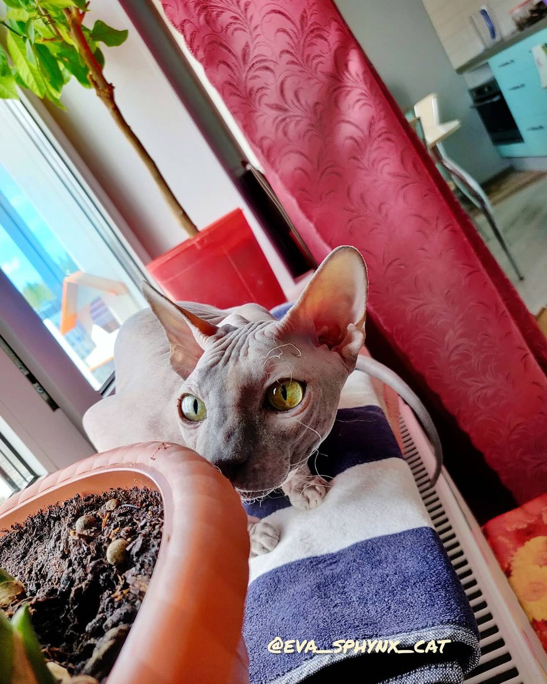eva_sphynx_cat в LOOKY — фото 2