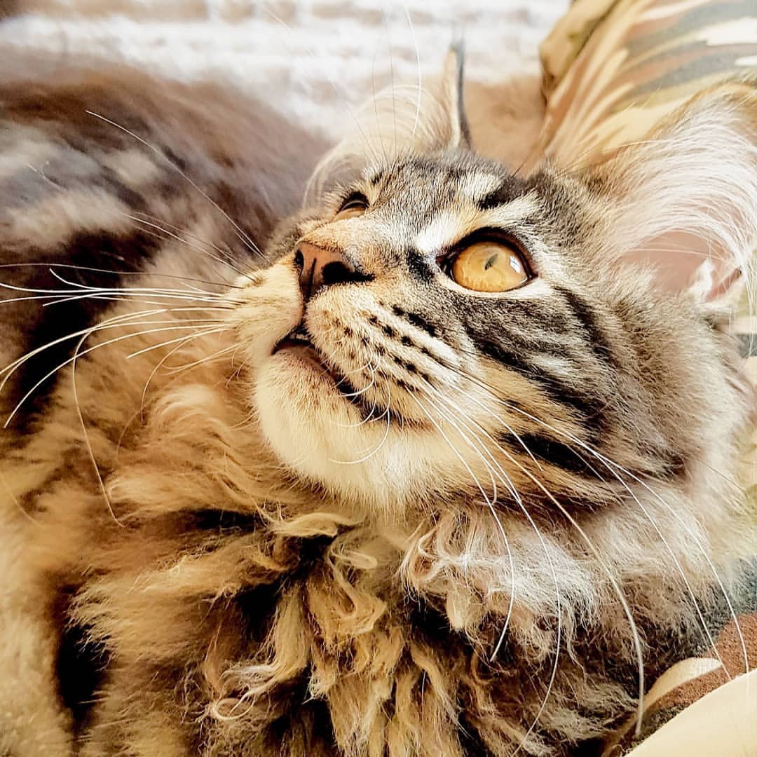 tanya_lisa_ in LOOKY. #jabberwockyrigma_cattery,#мейнкун,#кот,#бандиткa,#друг. Заяц наш ласковый 🥰...