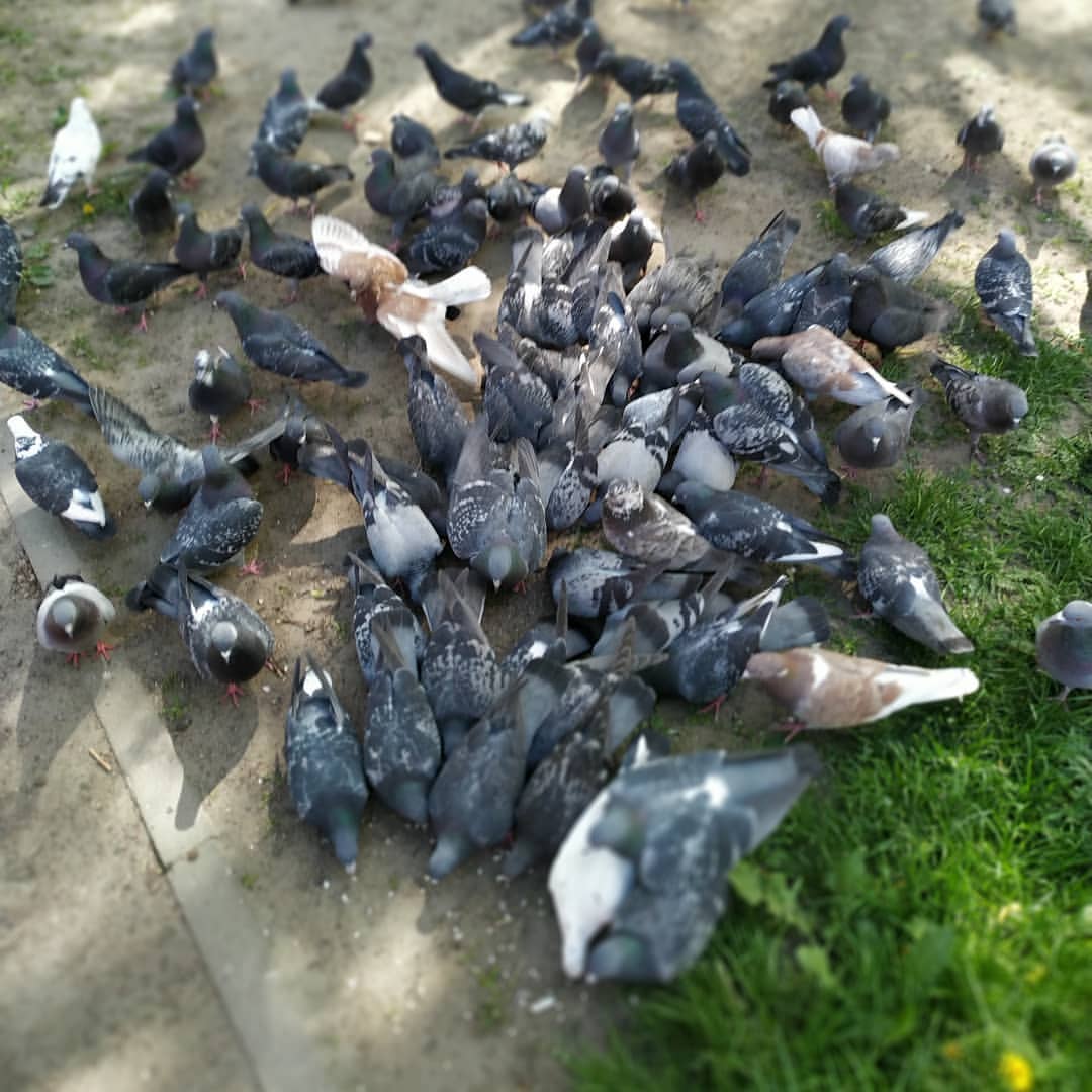 akarius_book_life в LOOKY — публикация