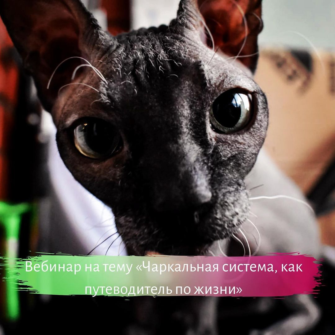 tvoy_energy_coach в LOOKY — Знания о чакральной системе нужны не только йогам или тем, к