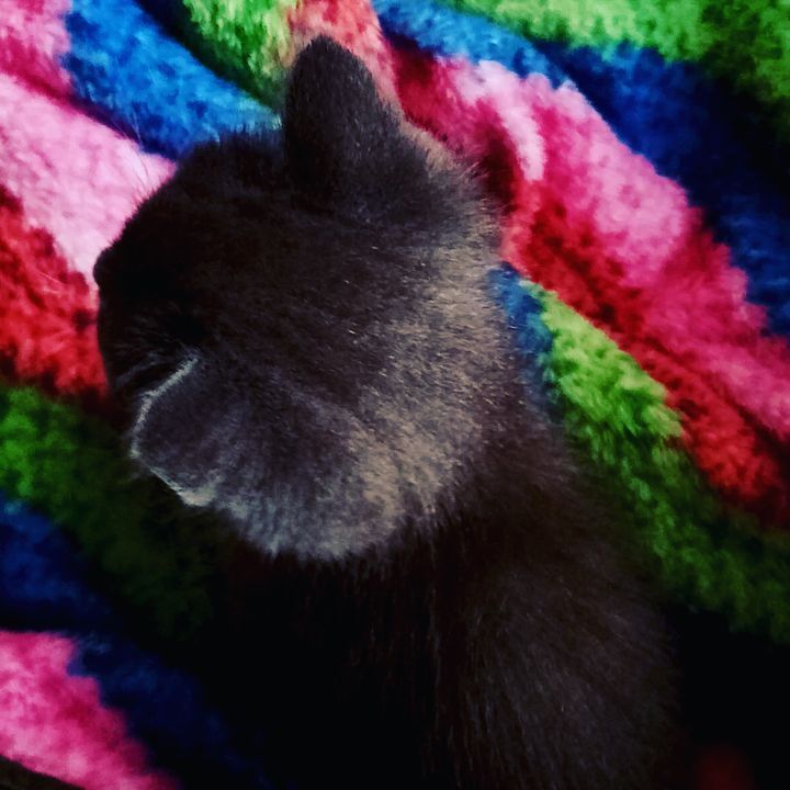 black_faded_cat in LOOKY. . Коржик😅
