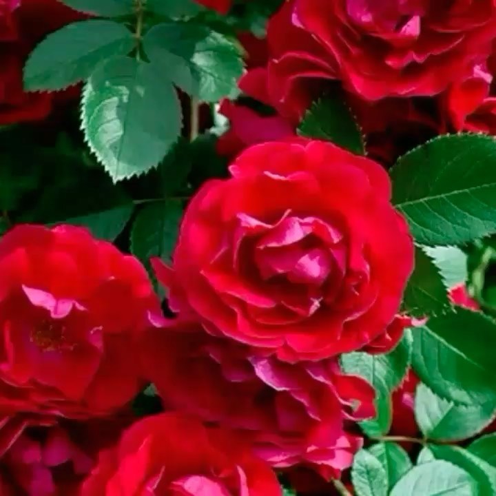 miladora_mari в LOOKY. . 🌹🌹🌹😍