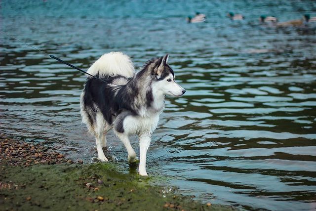 nasyadutova в LOOKY. #mydog,#my_dog,#krasnoyarsk,#huskylife,#beatiful,#huskylove,#хаски,#husky,#haski,#хась,#haskylove,#photooftheday,#white,#husk,#собака,#russia,#travel,#россия,#siberianhusky,#nature,#dogs,#photo,#puppy,#природа,#photooftheday,#beautiful,#отдых,#instagram. Хотим выразить огром...