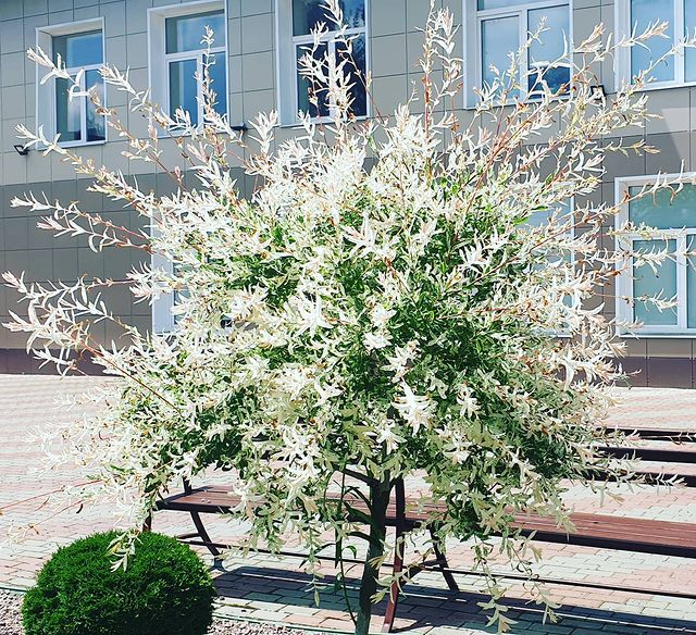 ivan_photo_s в LOOKY. . Это Японская бело-ро...