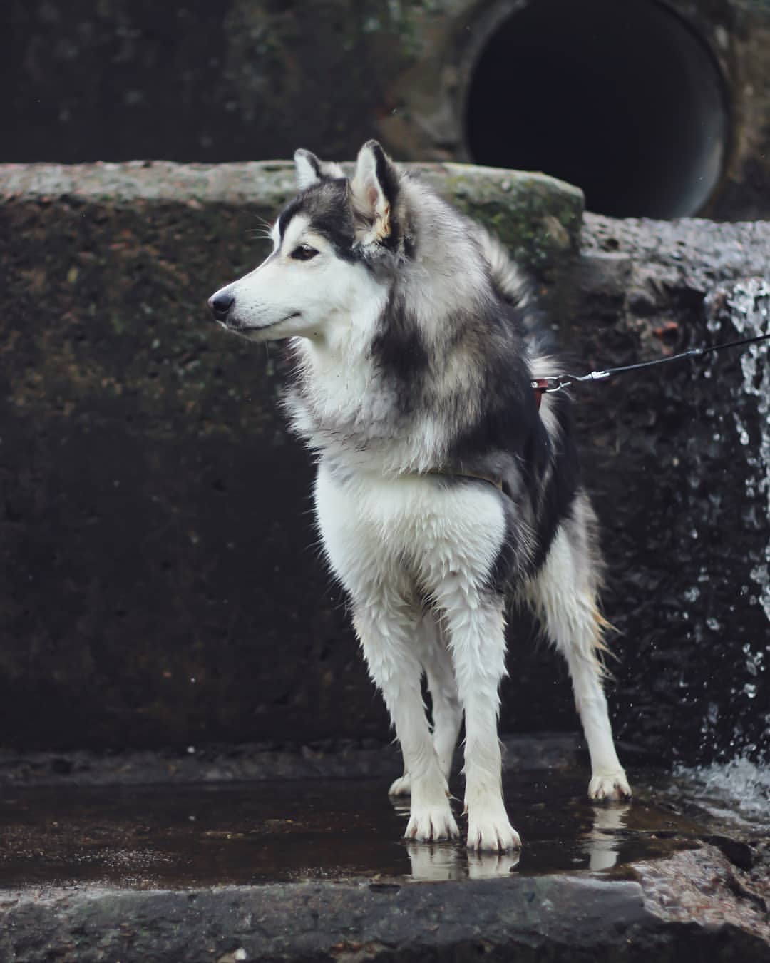 nasyadutova in LOOKY. #mydog,#my_dog,#krasnoyarsk,#huskylife,#beatiful,#huskylove,#хаски,#husky,#haski,#хась,#haskylove,#photooftheday,#white,#husk,#собака,#russia,#travel,#россия,#siberianhusky,#nature,#dogs,#photo,#puppy,#природа,#photooftheday,#beautiful,#отдых,#instagram. .
.
.
.
.
.
.
#dog #...