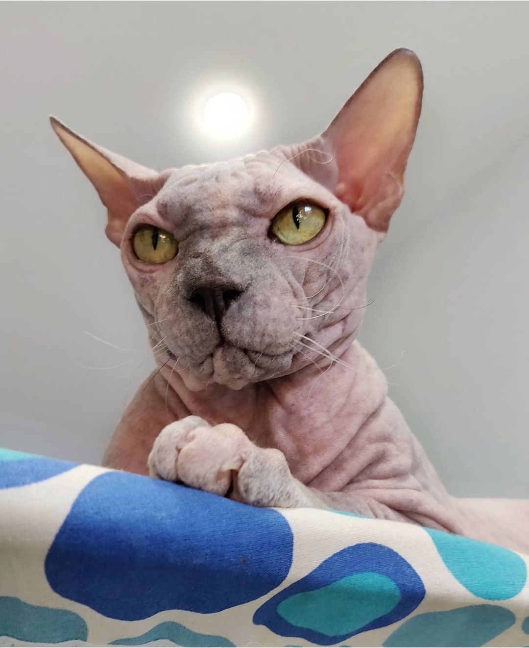 eva_sphynx_cat в LOOKY — фото 2