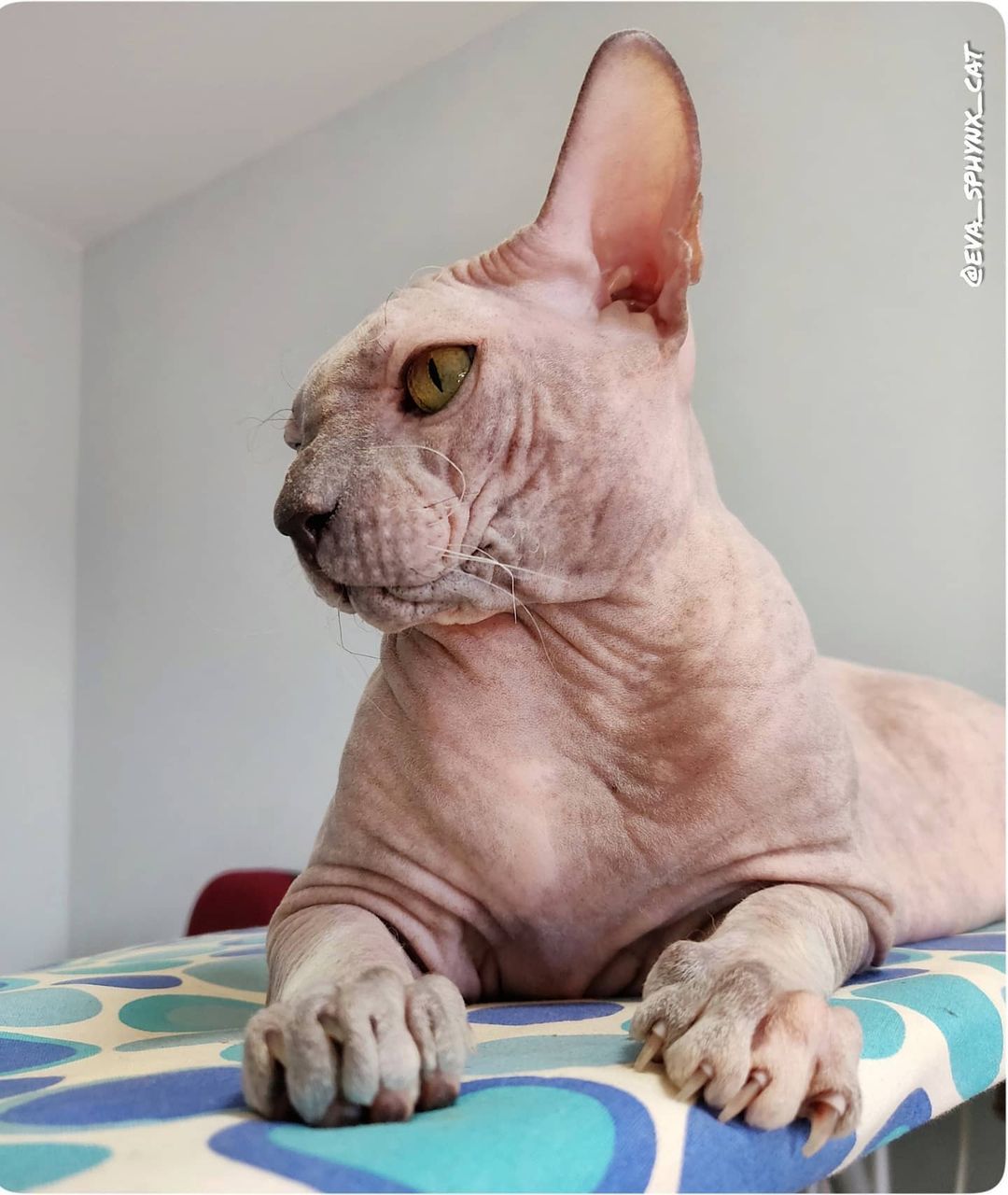 eva_sphynx_cat в LOOKY — фото 3