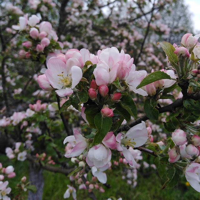 katti13081998 в LOOKY. . Конец весны 🌸🌺🌸