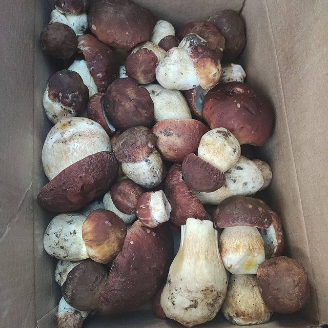 trifonovyura в LOOKY. . А грибочки хороши )