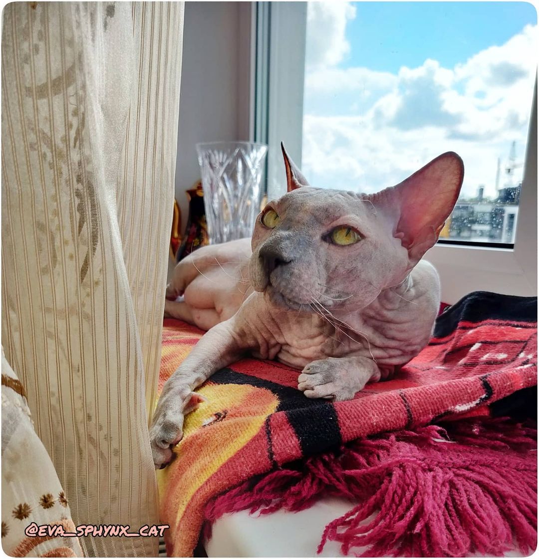 eva_sphynx_cat в LOOKY — фото 3