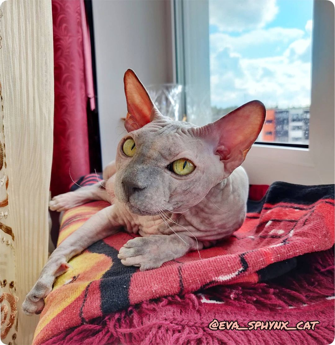 eva_sphynx_cat в LOOKY — фото 2