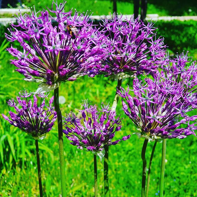 nadya141985 в LOOKY. #flowers,#flower,#igscflowers,#toptags,#floral_splash,#petal,#garden_explorers,#total_flowers,#instablooms,#flowerseverywhere,#superb_flowers,#blossom,#sopretty,#flowerzdelight,#bestflowerspics,#flowerstagram,#flowersofinstagram,#flowerdaily,#flowerslovers,#flowerstyles_gf,#insta_pick_blossom,#floral,#florals,#tv_flowers,#flowermagic,#instablooms,#bloom,#awesome_florals,#flowerpot,#floweroftheday. •
•
•
🌸 #flowers #f...