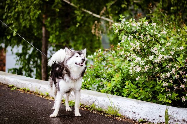 nasyadutova в LOOKY. #mydog,#my_dog,#krasnoyarsk,#huskylife,#beatiful,#huskylove,#хаски,#husky,#haski,#хась,#haskylove,#photooftheday,#white,#husk,#собака,#russia,#travel,#россия,#siberianhusky,#nature,#dogs,#photo,#puppy,#природа,#photooftheday,#beautiful,#отдых,#instagram. .
.
.
.
.
.
.
#dog #...